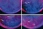 Digitálně složené fluorescenční fotografie rozmístění pyrenu (modře) a bakteriálního povlaku (červeně). Šipky směřují k jasně rozeznatelným bakteriálním koloniím. Miska vlevo nahoře představuje kontrolní vzorek, ostatní snímky zobrazují misky, kde proběhla zřetelná degradace. Foto S. M. Tehrany