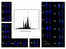 Histogram distribuce relativního obsahu DNA (flow karyotyp, uprostřed) a karyotyp pšenice seté. Chromozomy  z jednotlivých vrcholů byly vytříděny a poté identifikovány v mikroskopu metodou fluorescenční hybridizace  in situ (FISH) s fluorescenčně značenými sondami pro krátké repetitivní sekvence GAA (zeleně značené) a Afa (červeně značené). Největší chromozom (3B) vytváří samostatný vrchol a lze ho získat ve vysoké čistotě. Ostatní chromozomy tvoří tři vrcholy, z nichž každý obsahuje několik chromozomů o podobné velikosti. Orig. J. Vrána a M. Kubaláková