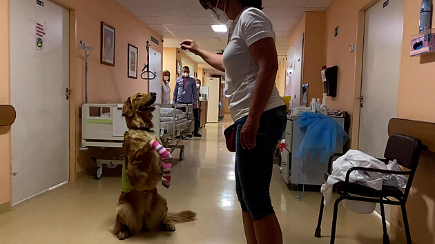 Psí slečna opět pomáhá v nemocnici, čekala 400 dnů