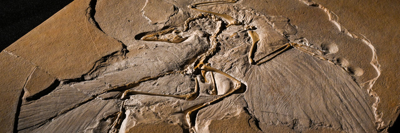 A fossil of a birdlike dinosaur.