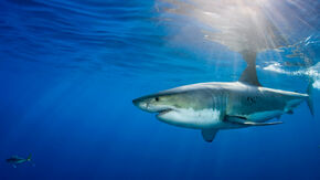 A great white shark swims in the open ocean