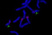 Fragment cizorodé DNA na chromozonech ječmenů lze zobrazit pod mikroskopem (zelené šipky). 