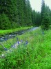  10	Typické stanoviště oměje  šalamounku (NP Šumava, Modrava).  Snímky J. Havelky a J. Janečka