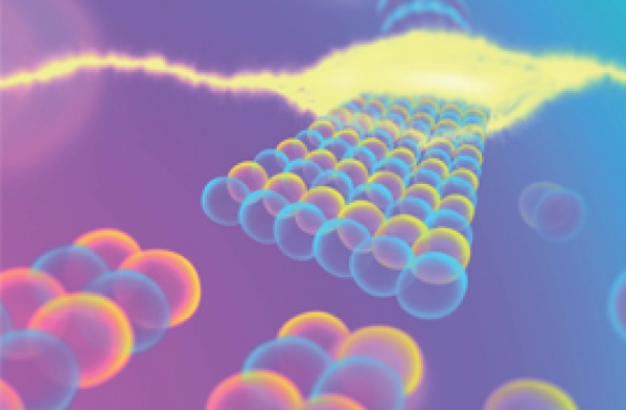 Self-assembly of the cell skeleton