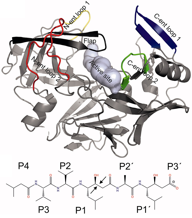 Structural determinants for subnanomolar inhibition of the secreted aspartic protease Sapp1p from <i>Candida parapsilosis</i>