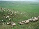 První stáda ovcí na začátku června  v nižších partiích hřebene Vardenis  ve východní části střední Arménie. Foto E. Ekrtová a L. Ekrt