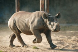 Mladý samec Džanty v ZOO Dvůr Králové 
Foto D. Holečková / © Photo D. Holečková