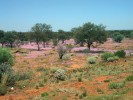Lokalita Julodimorpha bakewellii poblíž Lake Barlee v Západní Austrálii. Růžové plochy tvoří drobné květy  byliny Calandrinia remota z čeledi  zdrojovkovitých (Montiaceae),  která po nočním dešti rozkvetla  ve velkých plochách. Foto S. Bílý