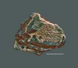 Ukázka nálezů šelem z miocenního termálního prameniště v Tuchořicích na Lounsku (lokalita A. E. Reusse a E. Suesse). Deska pevného vápence s příměsí oxidu železa a sádrovce se spodní levou čelistí a s fragmenty lopatky dosud neznámého druhu rodu Tomocyon (z čeledi amficyonovitých) - chrup měl přizpůsobený řezavé funkci podobně jako u kočkovitých šelem. Stavbou těla připomínal současné psovité šelmy. Nález je vystaven v Národním muzeu v Praze jako jedna z nejcennějších fosilií posledních let. Měřítko znázorňuje 10 cm. Foto Oldřich Fejfar
