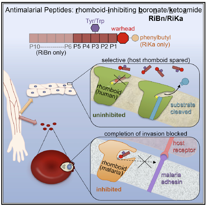 new paper from the lab