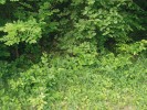 Na lokalitě v lese Holínek u Mšeného-lázní v okrese litoměřickém se  tento druh hrachoru vyskytuje zejména v lesním plášti. Foto M. Štefánek
