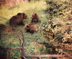 Medvěd hnědý (Ursus arctos) – samice s medvíďaty. Foto L. Kunc / © Photo L. Kunc