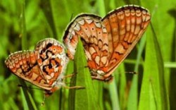 Ke kopulaci hnědásků chrastavcových (Euphydryas aurinia) dochází zpravidla na nízké luční vegetaci. Sameček (vlevo) byl označen při studiu populací metodou zpětných odchytů. Foto Z. Fric