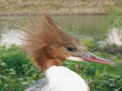 Morčák velký (Mergus merganser) 
je na Odře i Olši již trvalou součástí naší přírody – hlava samičky s nápadnou rezavohnědou chocholkou. Foto S. Kuběna / © Photo S. Kuběna