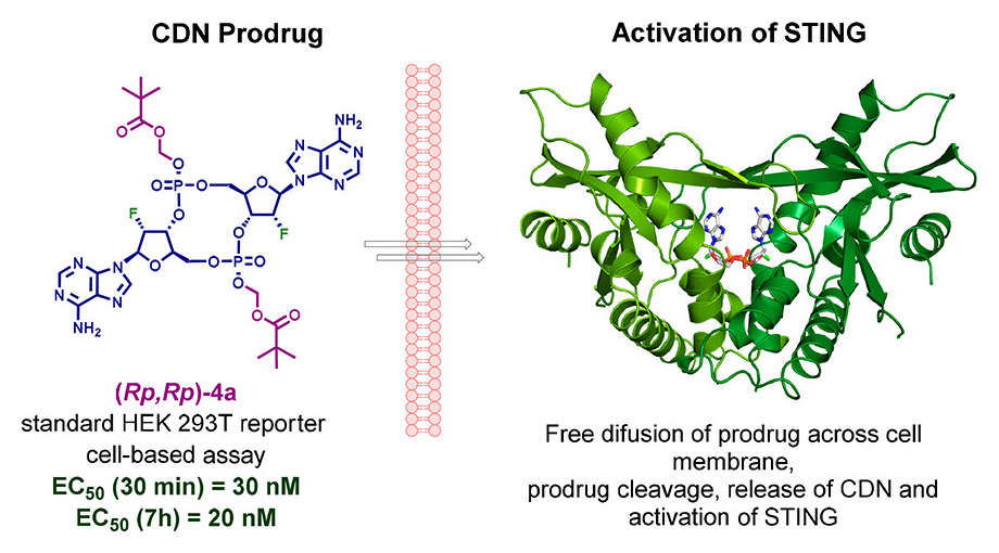 Lipophilic activators of STING immune pathway