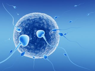 Škodlivé látky v ovzduší způsobují neefektivní pohyb spermií. Přečtěte si zajímavý článek o výzkumu našich vědců, publikovaný na webu AV ČR