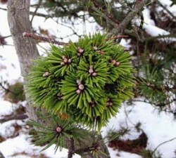 Při troše štěstí lze objevit i lehce dostupný kompaktní tvar na větvi nízko nad zemí, v tomto případě na borovici lesní (Pinus sylvestris), na které se často tvoří čarověníky. Foto J. Šourek / © J. Šourek