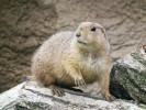 Rozsáhlou rycí činností ovlivňuje psoun prériový (Cynomys ludovicianus) prostředí do té míry, že o něm hovoříme jako o ekosystémovém tvůrci. Největší složitý systém podzemních chodeb s četnými východy budovaný psouny, označovaný jako podzemní město,  zabíral na počátku 20. stol. v západním Texasu plochu jen o málo menší,  než je rozloha České republiky.