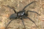 Skálovka podkorní (Gnaphosa montana) – vysloveně horský druh pavouka.