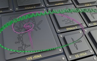 Nový software pro vizualizaci molekul RNA 