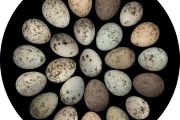 Kukaččí vejce snesená různými samicemi. Tipnete si, kolik samic sneslo tuto snůšku? 