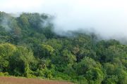 Horský tropický les 