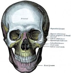 Lebka z Anatomie lidského těla anglického chirurga a demonstrátora anatomie H. Graye ve vydání z r. 1918 ve Filadelfii s 1 247 efektními rytinami, mnohými tištěnými barevně. Archiv M. Chumchalové / © Archive M. Chumchalová