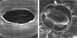 Průduchový aparát břečťanu Hedera helix, resp. jeho kutikulou tvořené povrchy. Jeden průduch je tvořen v základě dvěma specializovanými svěracími buňkami v pokožce a pórem mezi nimi. Součástí aparátu je i dutina pod průduchem uvnitř listu, která je spojena s mezibuněčnými prostory. Změnou hydraulického tlaku svěrací buňky mění svůj tvar, a tím i šířku póru. Ostatní pokožkové buňky kolem svěracích buněk, dlaždicové nebo podpůrné buňky, mají jiný tvar i vnitřní stavbu – jsou pevně spojeny sousedními buněčnými stěnami a pokryty pro plyny téměř nepropustnou kutikulou. Obr. 6 (nalevo): Téměř uzavřený pór z vnějšího povrchu listu (v ose tmavé elipsy, světlé okolí jsou vnější lišty kutikuly). Obr. 7 (napravo): Pohled na stejný aparát z fyziologicky vnitřní strany listu. Snímky ze skenovacího elektronového mikroskopu (SEM) J. Šantrůček a kol. (2004)  / © Photo J. Šantrůček