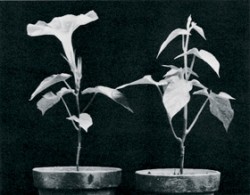 Povijnice nachová (Pharbitis nil) – vlevo za krátkého dne, vpravo za dlouhého dne. Foto z archivu J. Krekuleho / © Archive J. Krekule