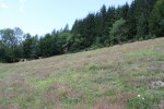 Tato pastvina byla do r. 2005  asi 15 let opuštěná. Po zavedení pastvy došlo během pěti let k nápravě jejího  stavu (rostlinou s nejvyšší pokryvností  je zde mateřídouška) a nyní hostí  početné populace pastvinných motýlů i rostlin. Halenkov, údolí Lušová,  Vsetínské vrchy. Foto L. Spitzer