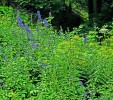 Typické stanoviště oměje tuhého moravského (Aconitum firmum subsp. moravicum) v Moravskoslezských  Beskydech u obce Čeladná