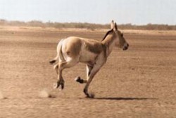 Khur (Equus hemionus khur, resp. E. onager khur) v poušti Kutch ve státě Gudžarát v severozápadní Indii. Foto J. Śmielowski / © Photo J. Śmielovski