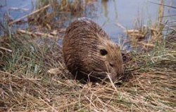 Nutrie říční (Myocastor coypus) se v ČR pomalu zabydluje i ve volné přírodě, zatím však převažují polodivoké populace vázané do okolí lidských sídlišť. Foto M. Anděra / © Photo M. Anděra