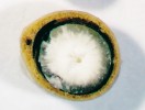 Příčný průřez semenem stulíku  žlutého (Nuphar lutea). Embryo a endosperm jsou kryty blanitým osemením. Celé semeno má větší hustotu než voda,  takže okamžitě klesá ke dnu. Foto T. Fér