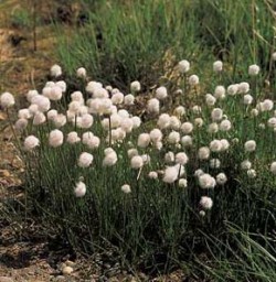 V bažinaté tundře poloostrova Tuktoyaktuk jsou typické porosty suchopýru úzkolistého Eriophorum angustifolium subsp. triste, který roste i v mohutných příkopovitých lemech polygonální tundry s vyvýšenými středy. Foto J. Rusek / © J. Rusek