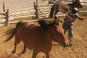 Mongolský honák chytá koně do lasa. Region Khomiin Tal, Mongolsko, červen 2014.