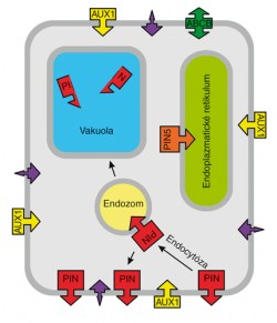 Schéma pohybu auxinu v buňce a mezi buňkou a okolím. Fialové šipky znázorňují difuzi, která za fyziologických podmínek (pH cytoplazmy ca 7; pH okolí ca 5,5) probíhá převážně směrem dovnitř. AUX1 – importéry z rodiny AUX1-LAX (Auxin resistant 1/Like AUX1); PIN – exportéry PIN1, PIN2, PIN3, PIN4 a PIN7; PIN5 – vnitrobuněčný přenašeč; ABCB – některé přenašeče z této rodiny jsou schopny transportovat auxin (přinejmenším ABCB4 oběma  směry); znázorněno pouze jednou,  ačkoli jejich výskyt není polární. Obr. z archivu autora, upraveno