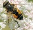 Pestřenka Eristalis arbustorum. Foto J. Martinek