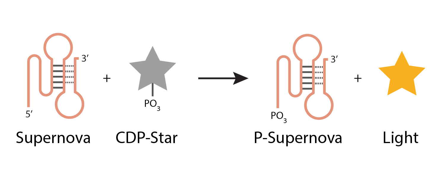 Supernova: svítící enzym z DNA