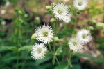 Až 1,5 m vysoká silenka mnoho­klanná (Silene multifida) je druhem Malé Asie a Kavkazu provázejícím lesní lemy a křoviny ve srážkově bohatších oblastech. Foto E. a L. Ekrtovi