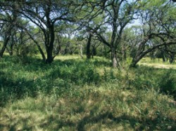 Extenzivně pasená část lesního společenstva caldenalu s druhově bohatým bylinným patrem na farmě La Mora u obce Rancúl v severní části argentinské provincie La Pampa. Foto Radomír Řepka