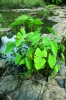 U lesních potoků rostoucí zástupce rodu Alocasia (áronovité – Araceae). Foto A. Funk