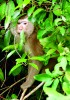 Makak indočínský (Macaca leonina) je na rozdíl od mnoha jiných makaků spíše plachý. Foto K. Koláčová