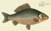 Kresba karase stříbřitého  (Carassius gibelio) z knihy M. E. Blocha Oekonomische Naturgeschichte  der Fische Deutschlands (1782)  pod původním jménem  Cyprinus gibelio