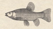Indukované triploidní formy lína obecného (Tinca tinca) se využívají v akvakulturních chovech. Kresba z článku A. Friče České ryby (Živa 1859)