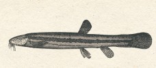 Tetraploidní formy piskoře pruhovaného (Misgurnus fossilis) jsou vzácným případem autopolyploidie u ryb. Kresba z článku A. Friče České ryby (Živa 1859)