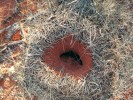 Vchod do hnízda mravenců druhu Polyrhachis macropus. Foto L. Hanel
