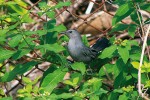 Hlas drozdce černohlavého  (Dumetella carolinensis) připomíná  mňoukání kočky. Foto S. Chudý