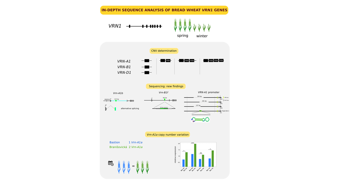 New publication: In‐depth sequence analysis of bread wheat VRN1 genes