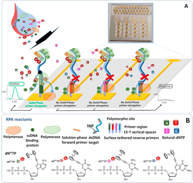 Electrochemical detection of single nucleotide polymorphisms